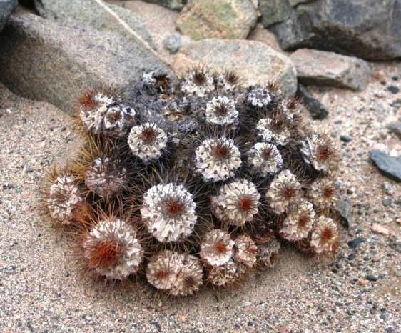 copiapoa_ahremephiana